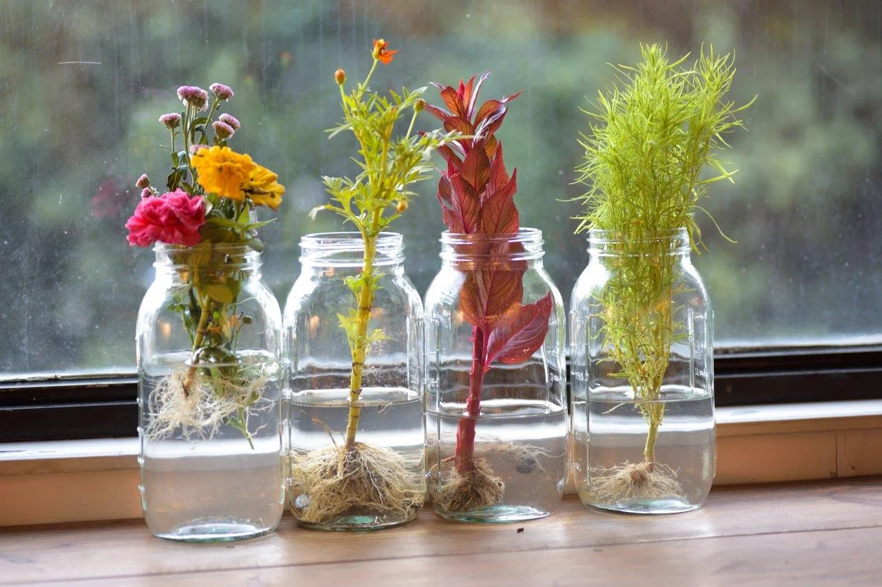 6-Pack Extra Large Glass Jars for Home Canning and Pantry Storage